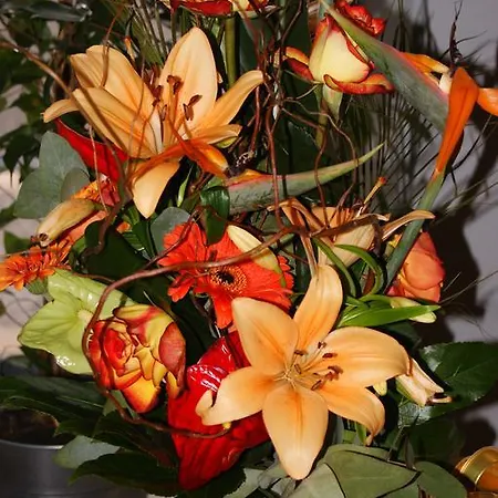 أوتل سنترال 2* بو